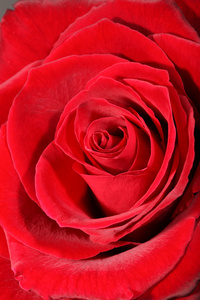 红玫瑰。