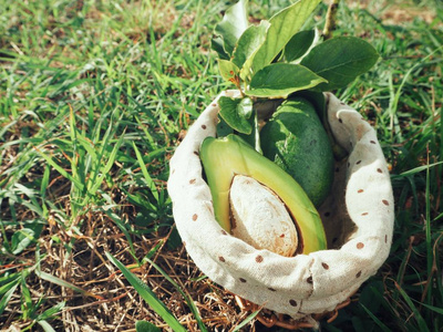 新鲜成熟鳄梨在篮子在绿色草