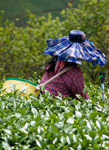 茶水 茶 茶树 午后小吃图片