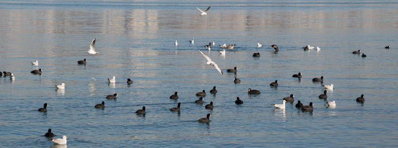 水面上的鸟儿成群的水面背景