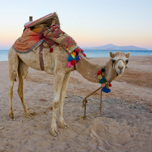 日落时在海滩上骆驼