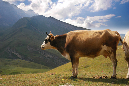 山里的棕牛