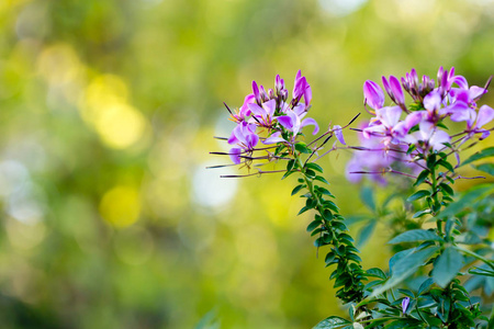 Dellicate 的淡紫色，紫色花头上植物在热带花园