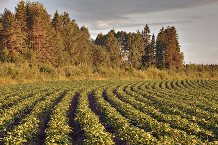 一排排的马铃薯灌木丛上农场的场长，在日落之前