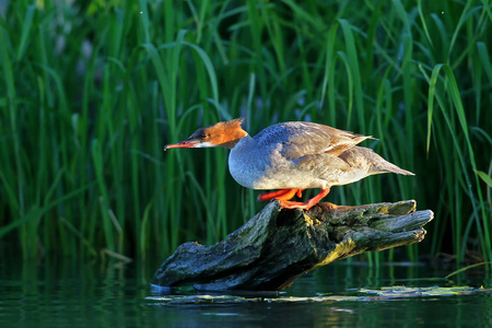 雌性Goosander欧亚Merganser