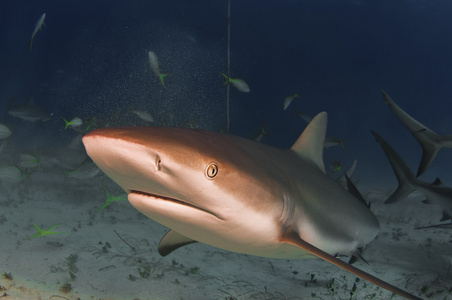 加勒比礁鲨鱼