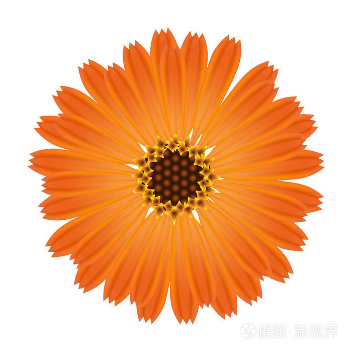 金盏花在白色背景上的一朵花