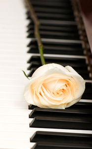 浪漫的概念   玫瑰的钢琴上