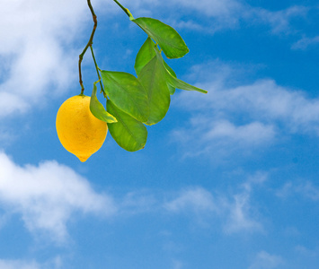 带有天空背景的树枝上的柠檬