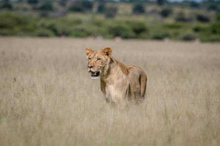 狮子站在高高的草丛中