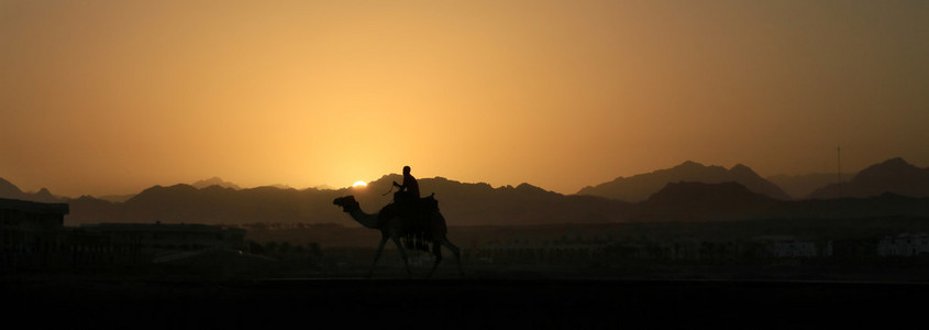 西奈山日落时的骆驼
