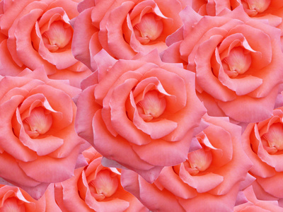 粉红色玫瑰花纹理