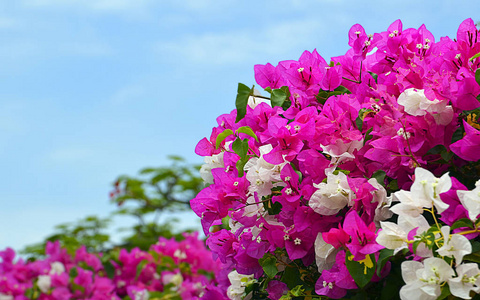 蓝蓝的天空背景上的九重葛花。盛开的三角梅。花卉背景