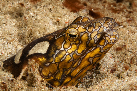 波拿巴蛇鳗鱼