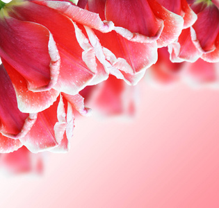 美丽的红色郁金香，粉红色的背景上