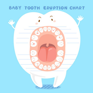 卡通婴儿牙齿萌出图表