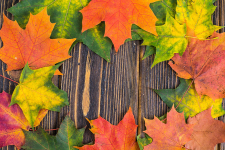 框架的黄色 绿色和红色秋天彩色枫叶叶在木制的背景上。秋天的落叶