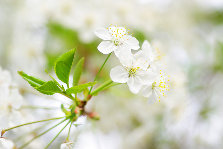 尤指果树的花 blossom的名词复数  花丛，花簇
