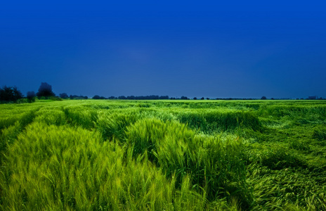 小麦地