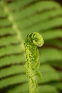 青春萌动期的蕨类植物图片