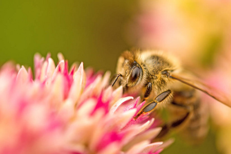 蜜蜂的长寿花