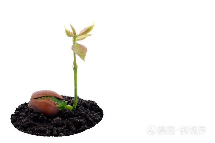 红橡树生长