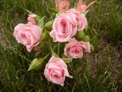 草地上的粉红色玫瑰