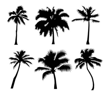 设置热带棕榈树和叶子，成熟和年轻的植物，孤立的白色背景上的黑色剪影。矢量