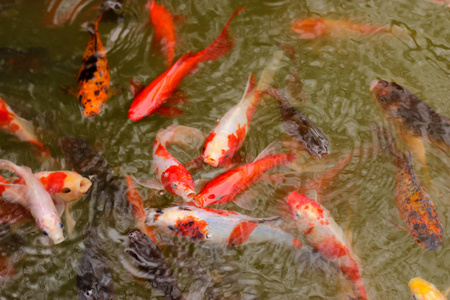 房子池塘鲤鱼锦鲤红