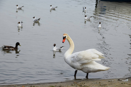 白色的海鸥和鸭子陪同一个干净的湖上的天鹅