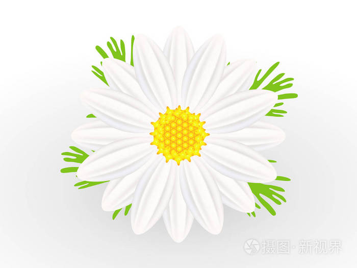 洋甘菊花与叶上孤立的白色背景