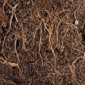 土壤背景中的根