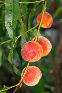在花园里颗熟透的水蜜桃