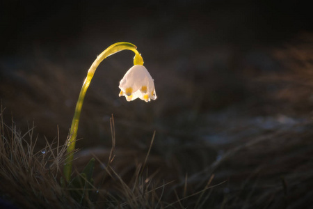 Leucojum 花在太阳的光