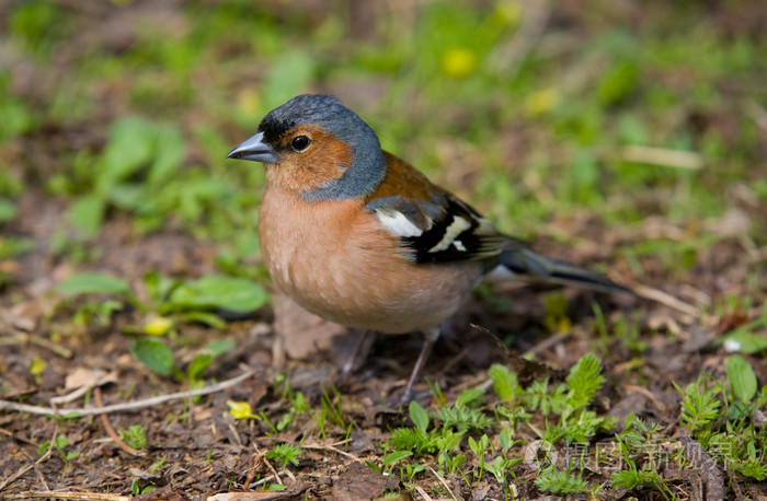 Chaffinch