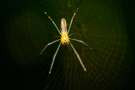 蜘蛛和蜘蛛网在婆罗洲大自然的绿色背景