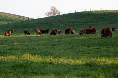 一些奶牛放牧在绿色的田野
