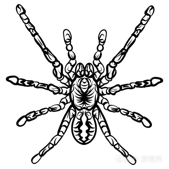 zentangle程式化万圣节蜘蛛素描