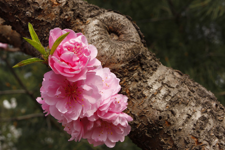 花朵朵桃花的