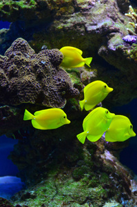 一束黄色的鱼浮在水面上的石头和藻类附近