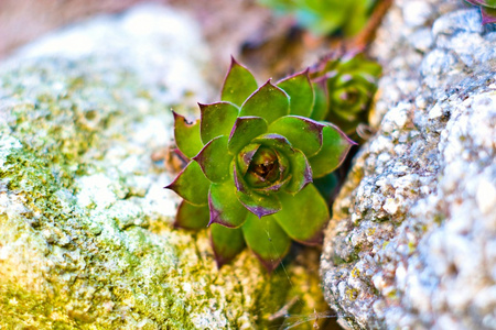 野生植物