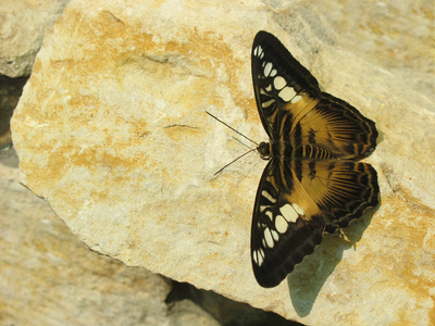 石头上的棕色蝴蝶