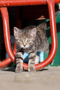 可爱的小猫，小猫玩和休息