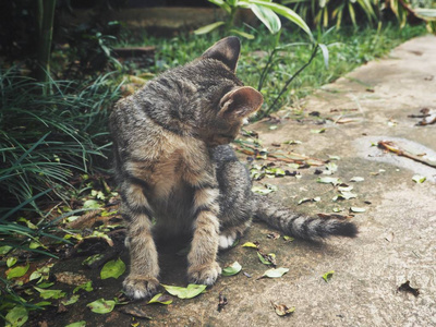 绿色草地上的小斑纹小猫