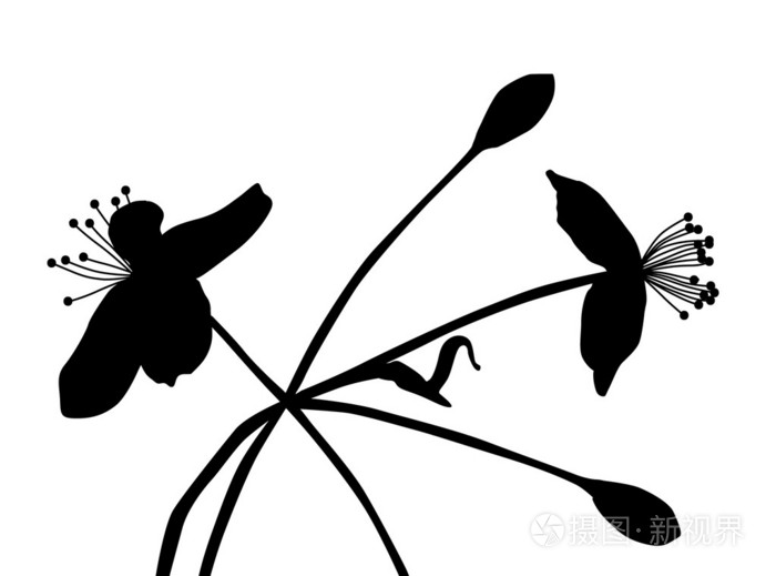 花的轮廓