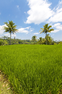 印尼巴厘岛水稻梯田