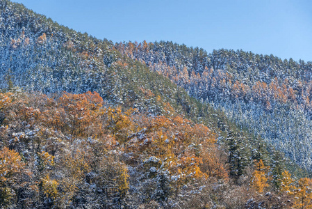 秋季森林景观与雪