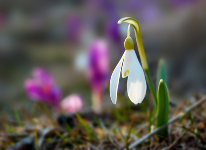 盛开的番红花和雪花