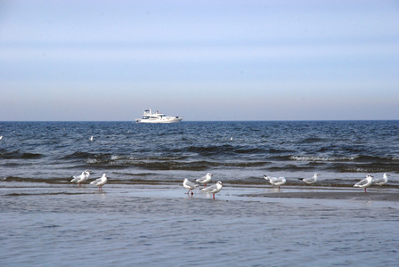 Latvia, Jrmala. Seagulls at seacoast