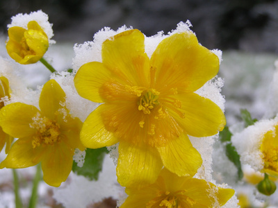 白雪皑皑的春花